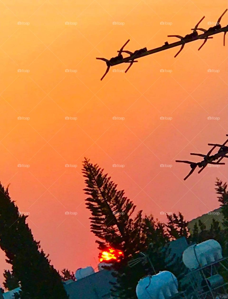 Autumn - still life - magic sunset - magnificent Cyprus Nicosia - Sunset tree 