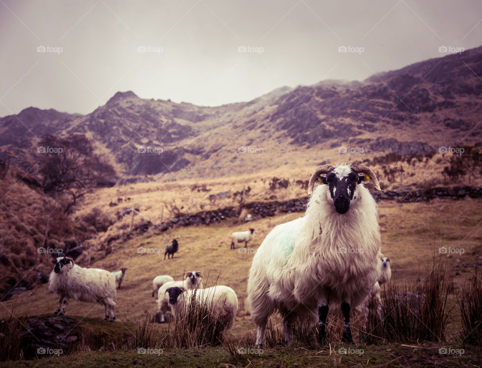 Sheep, Goat, Merino, Livestock, No Person