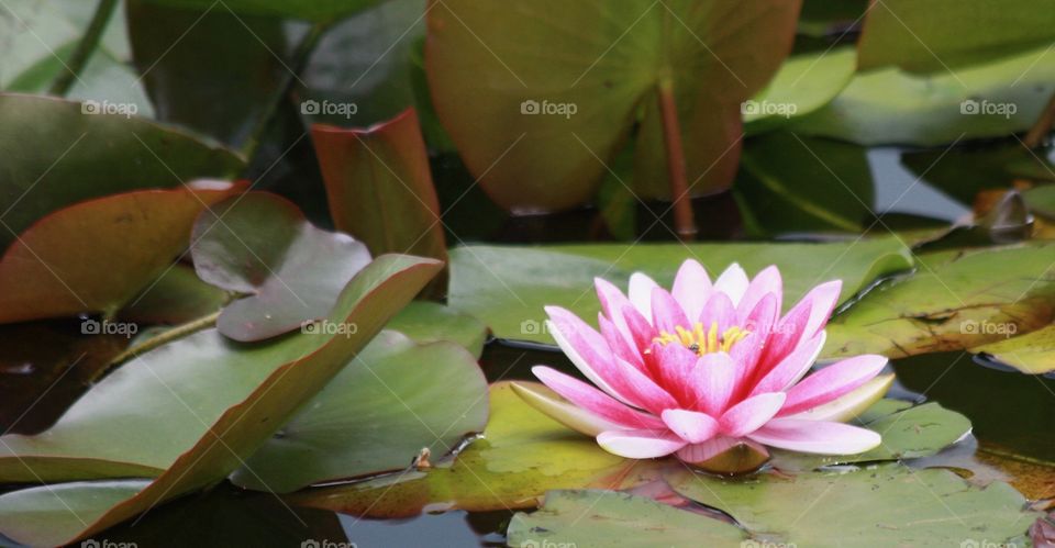 A pink flower sitting among the lily pads on a pond