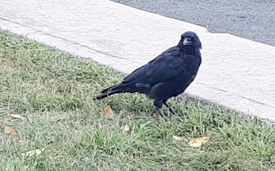 crow