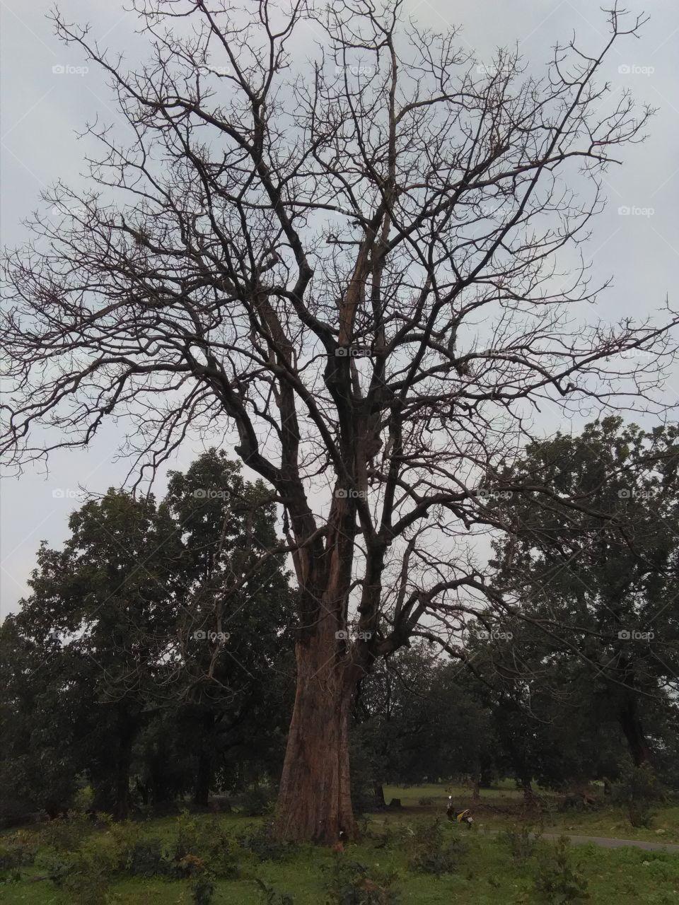 The tree Dade on sky lite.