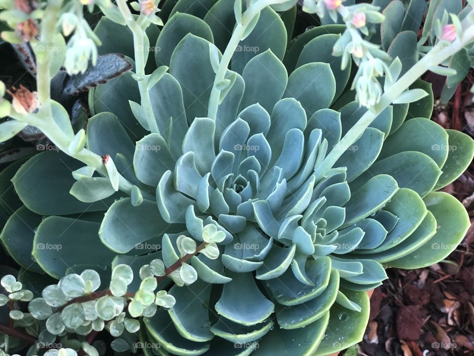 Blooming succulent 