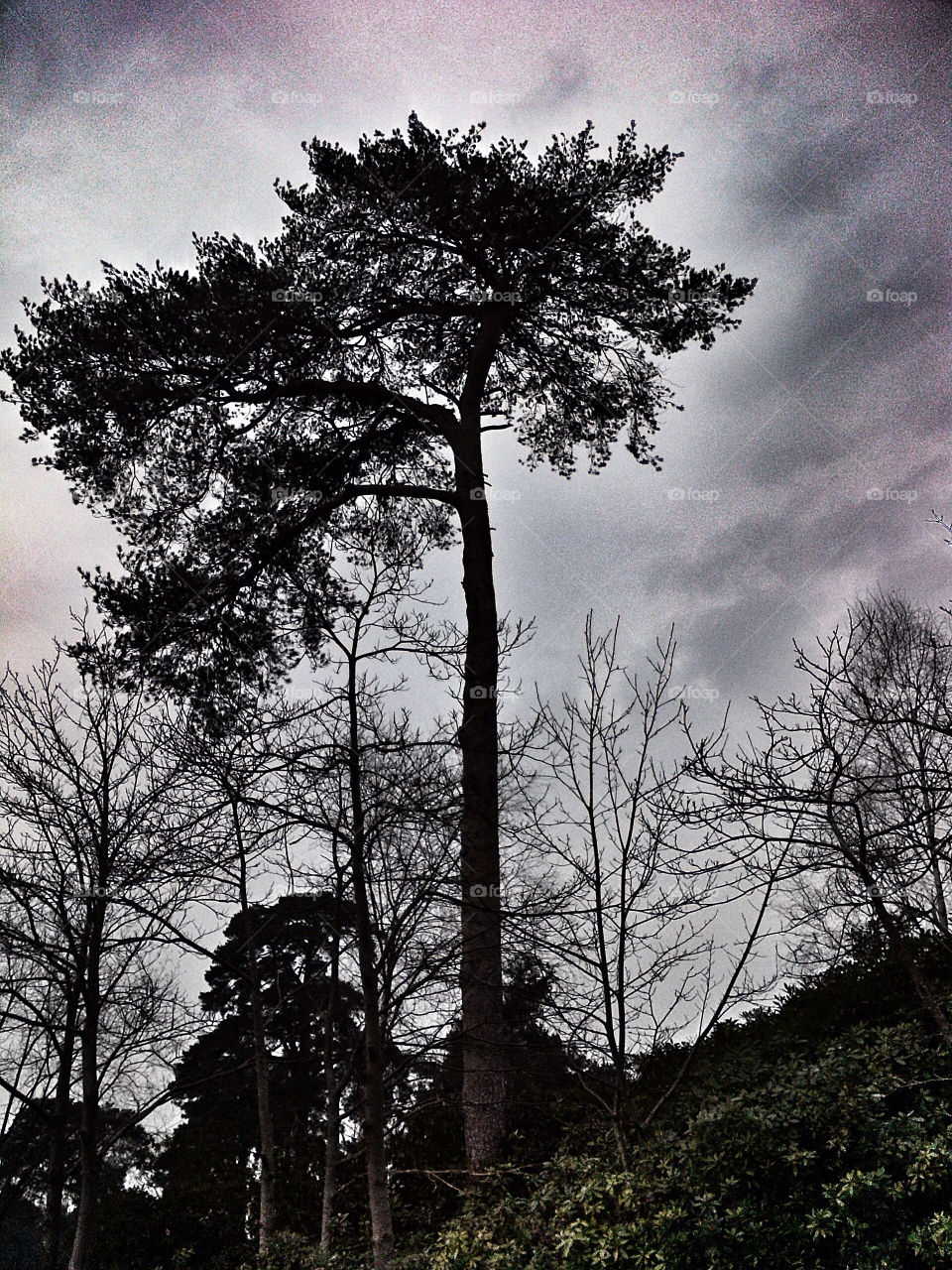 Surrey winter landscape.