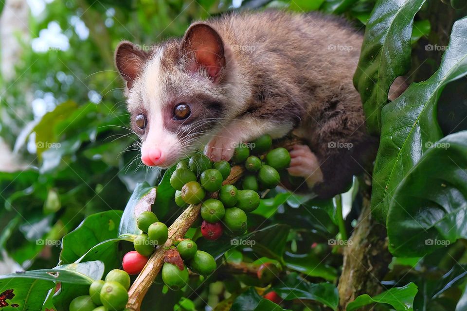 mongoose looking for coffee cherries