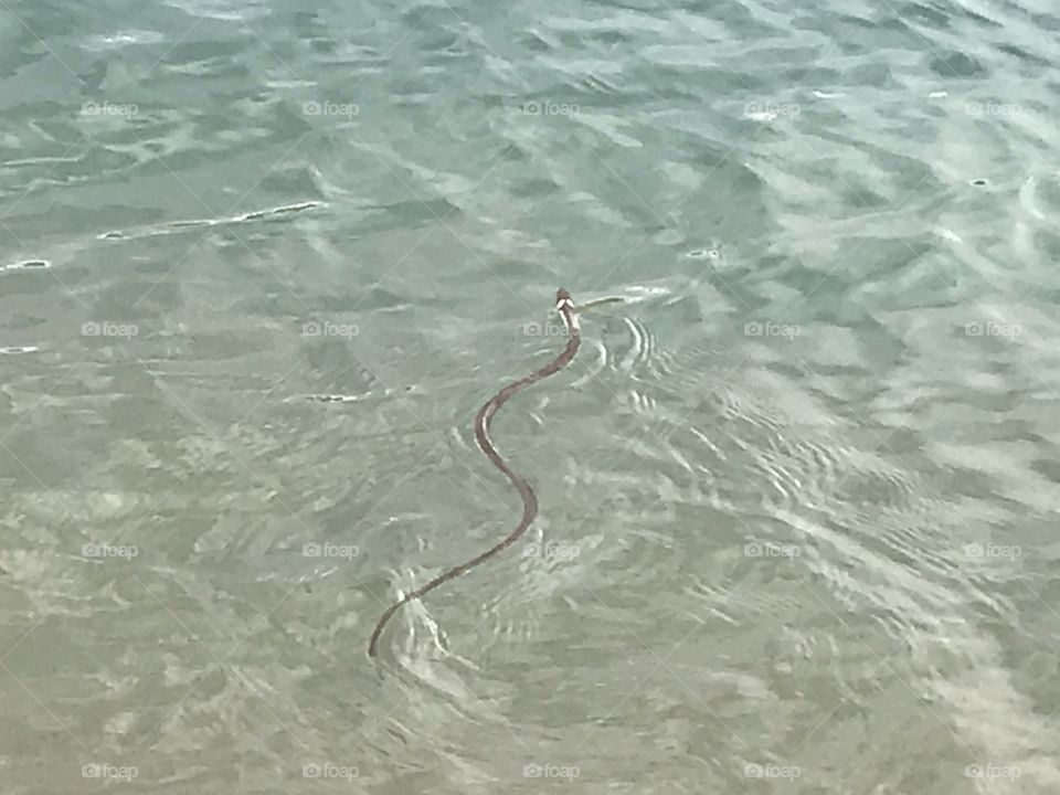 Snake swimming 