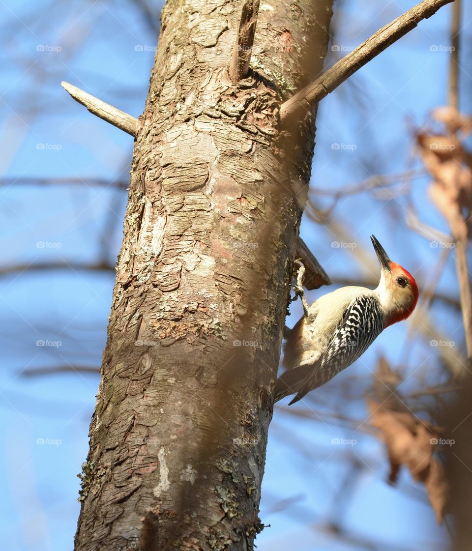 Red-headed Woodpecker on Tree