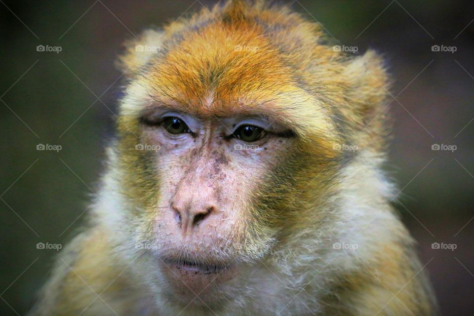 Affen Porträt