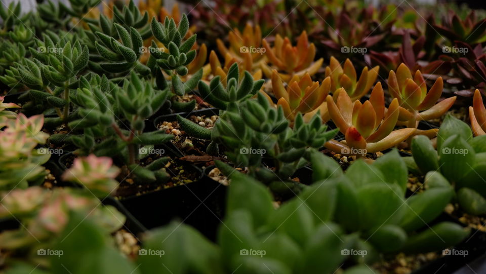 Rows of succulents for sale