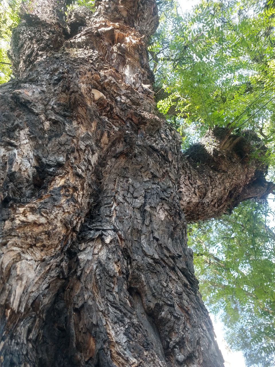 textura da natureza