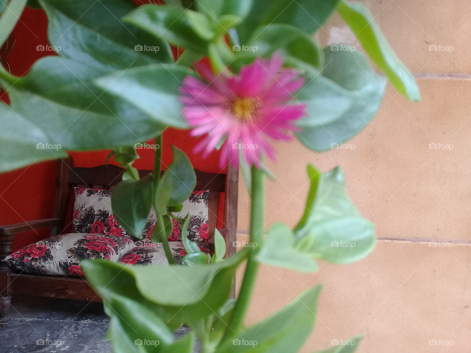 planta de jardín llamada "Margarita miniatura"