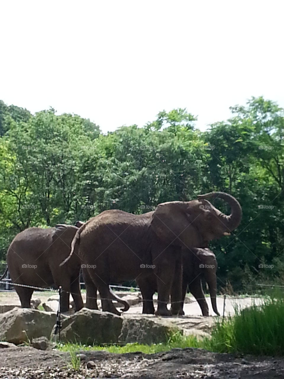 Pittsburgh Zoo's Elephants