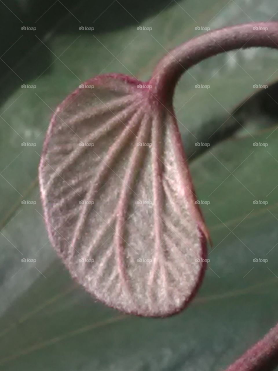 Beautiful born baby leafs.