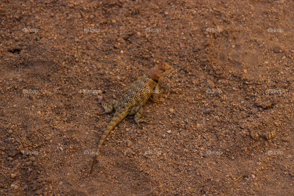 Female spiny lizard