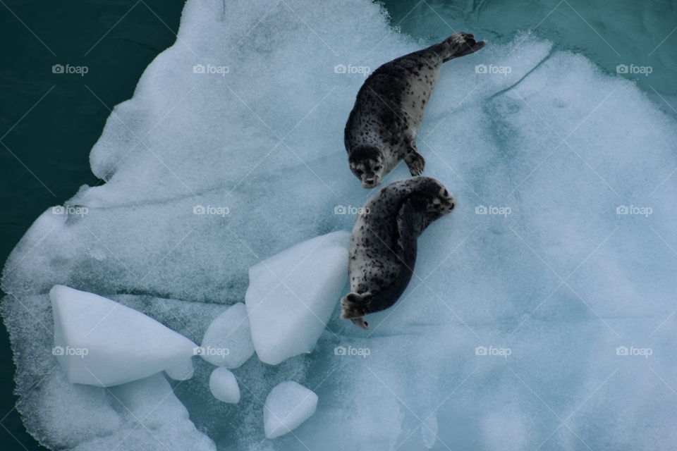 Seals on an iceberg 