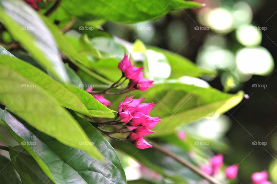 pink tropical flowers surrounded by vibrant, green leaves.