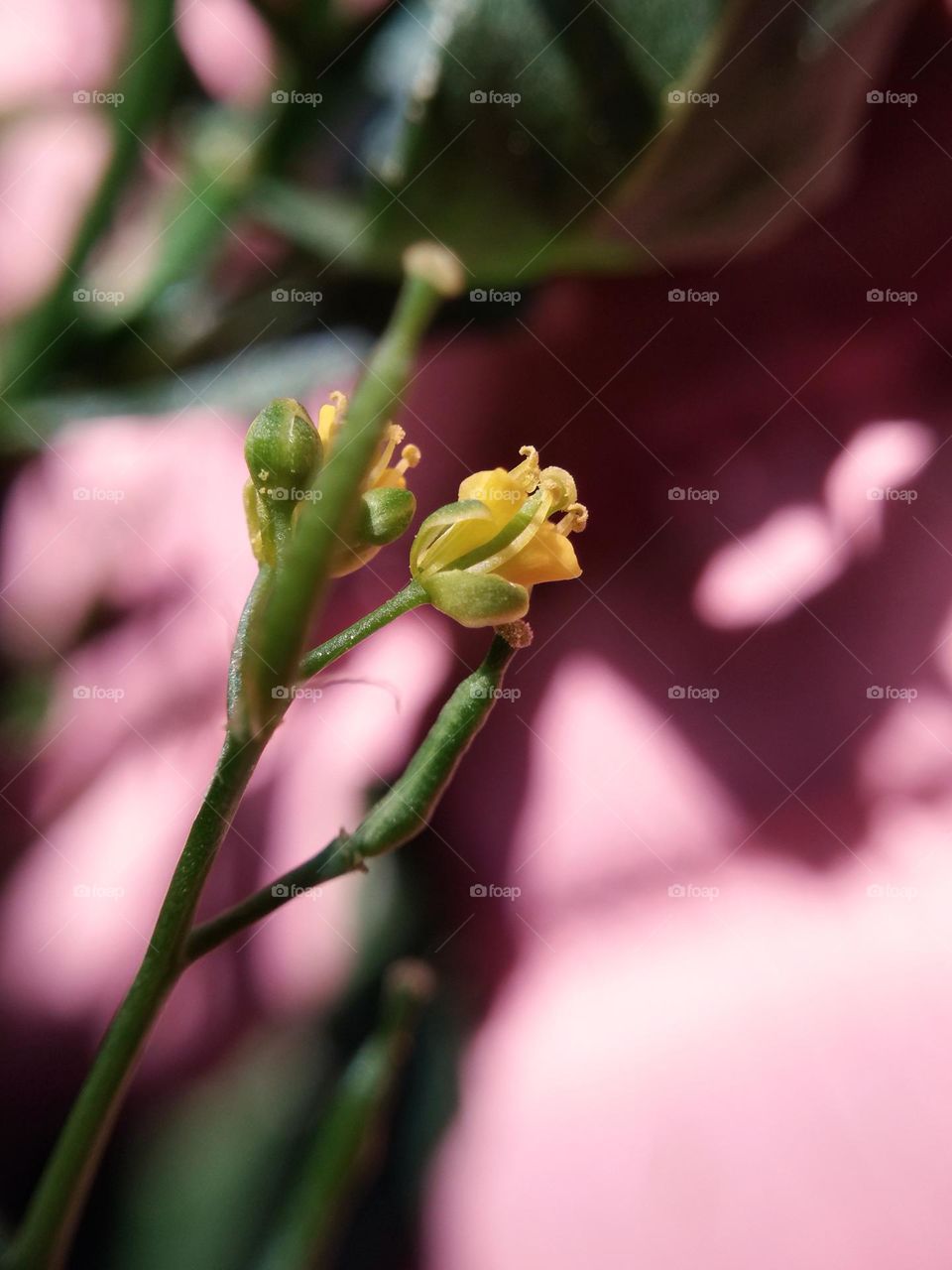 flower blossom in nature. closeup