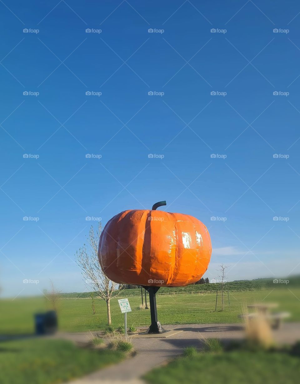 Giant pumpkin