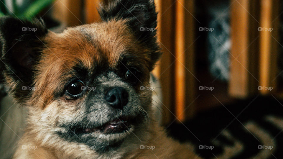 chihuahua dog that just created a smile for the camera