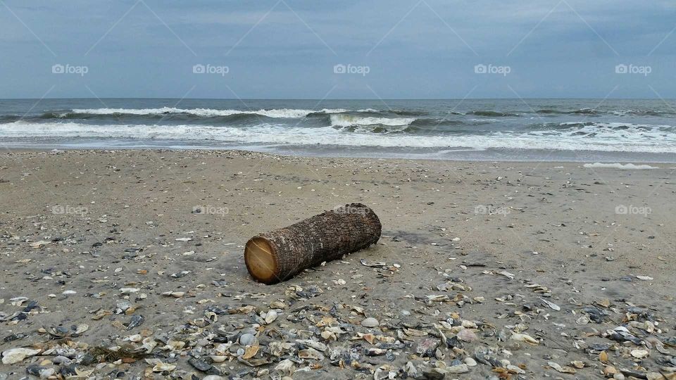 Palmetto Log on the Beach