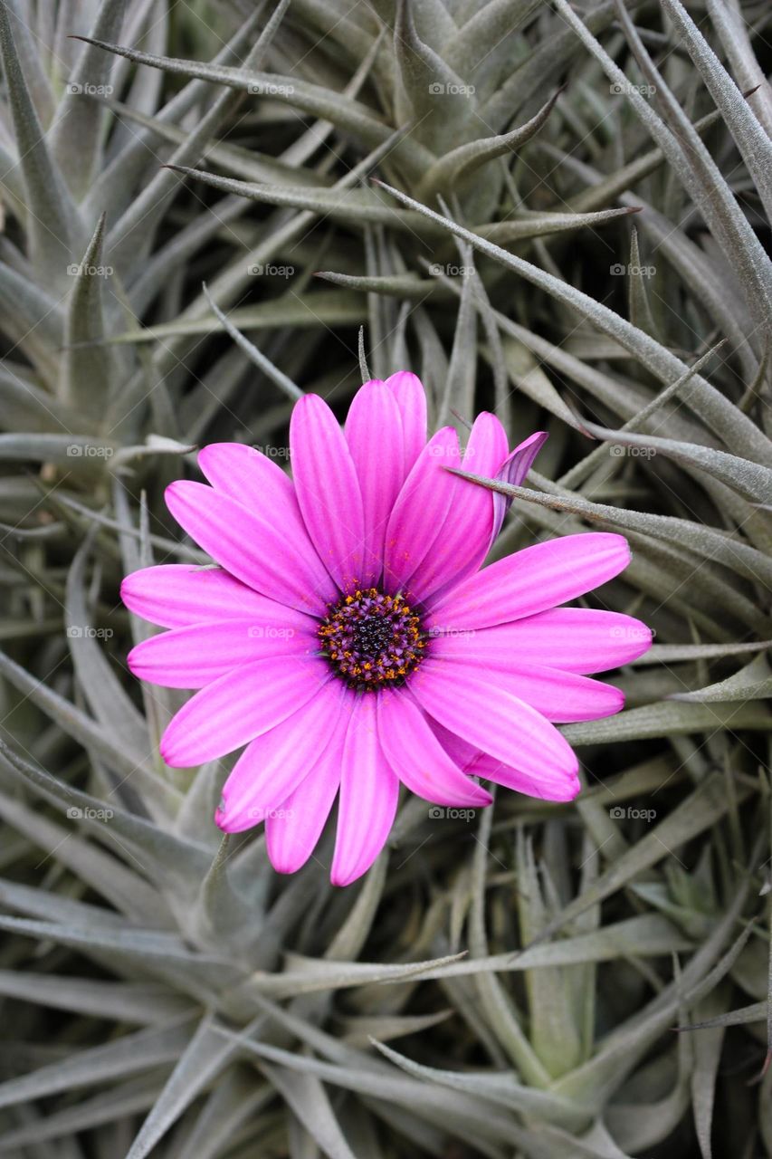 Purple daisy flower
