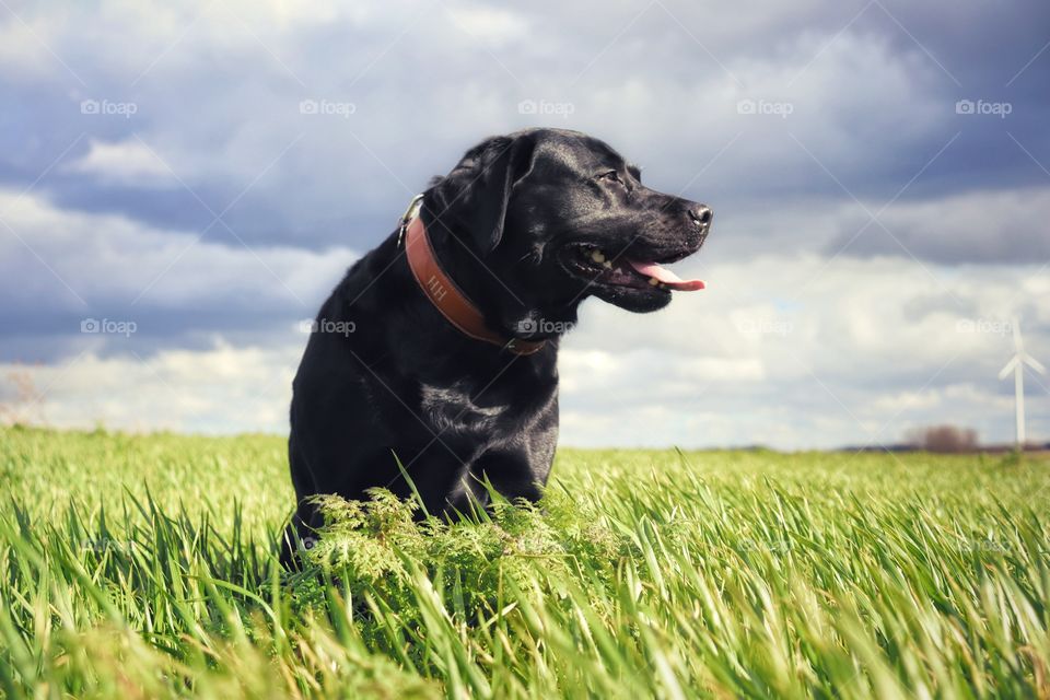 black Labrador