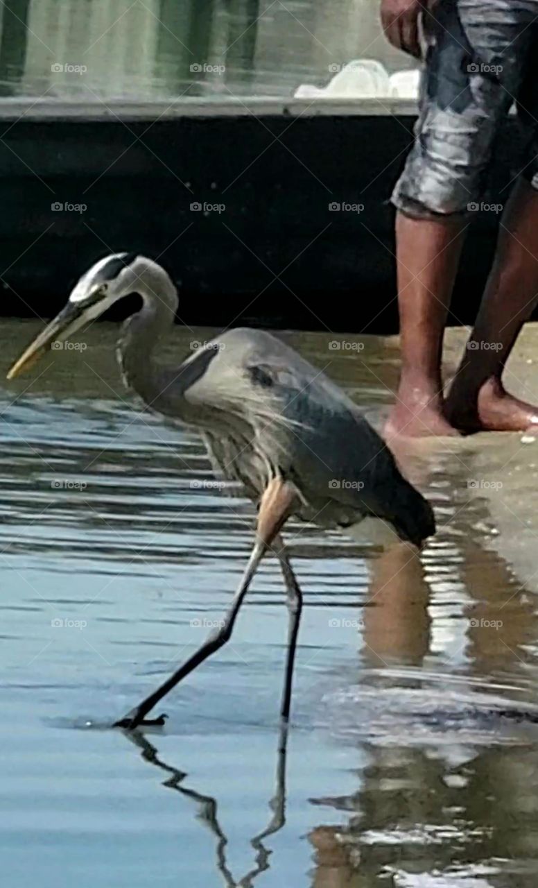 Grey Heron looking for easy meal