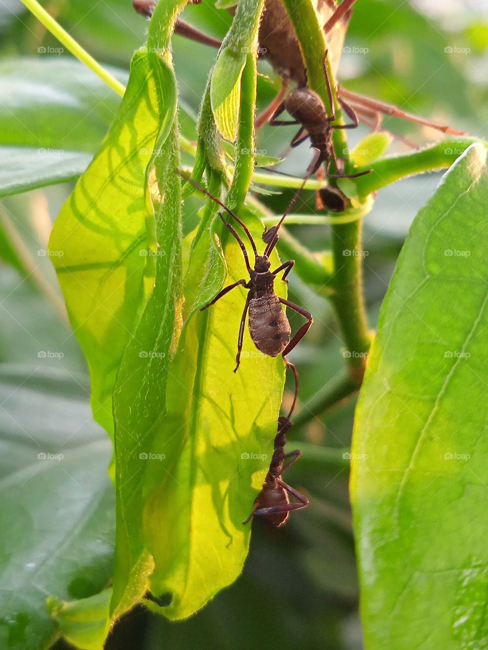 The sunshine of the sunset on the leaves with several insects.