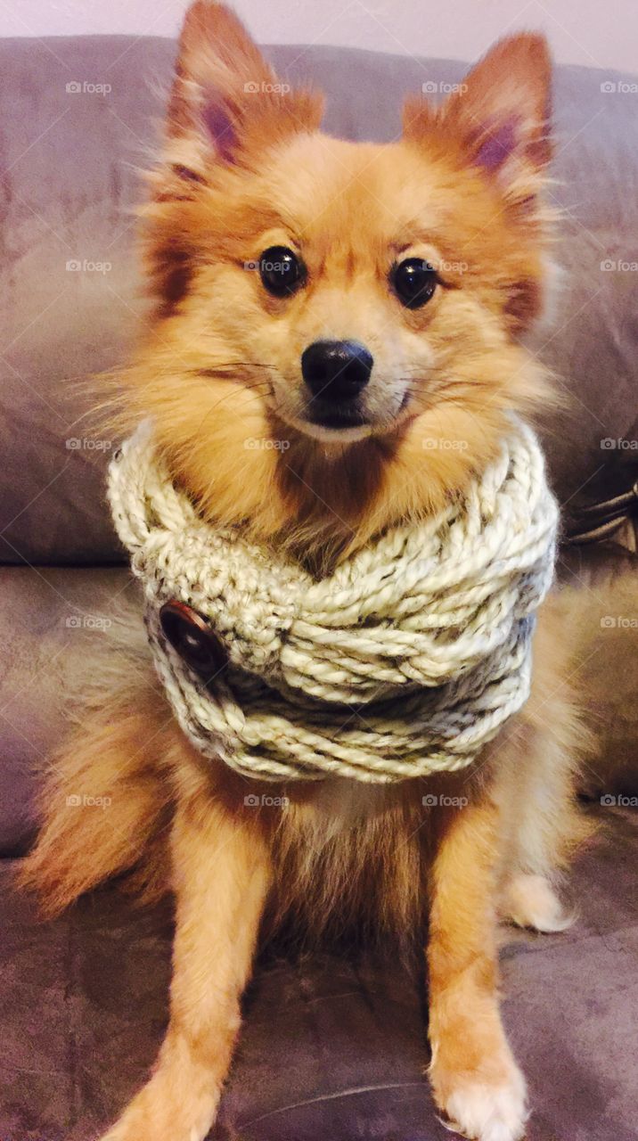 Puppy in a scarf