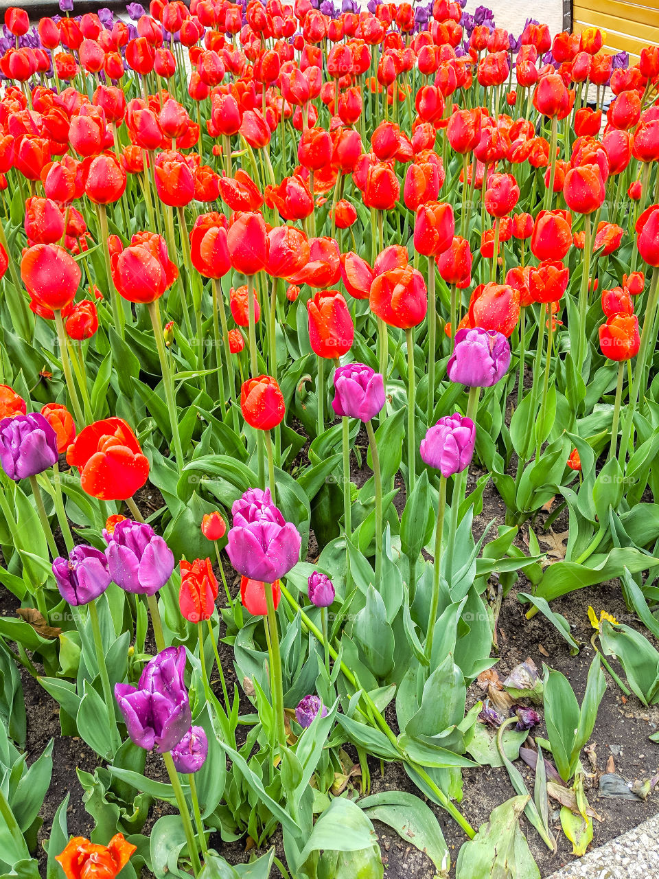 Vibrant, Bright, and Colorful Red and Purple Tulips
