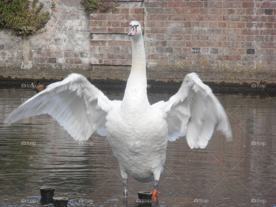 Swan Flapping Wings