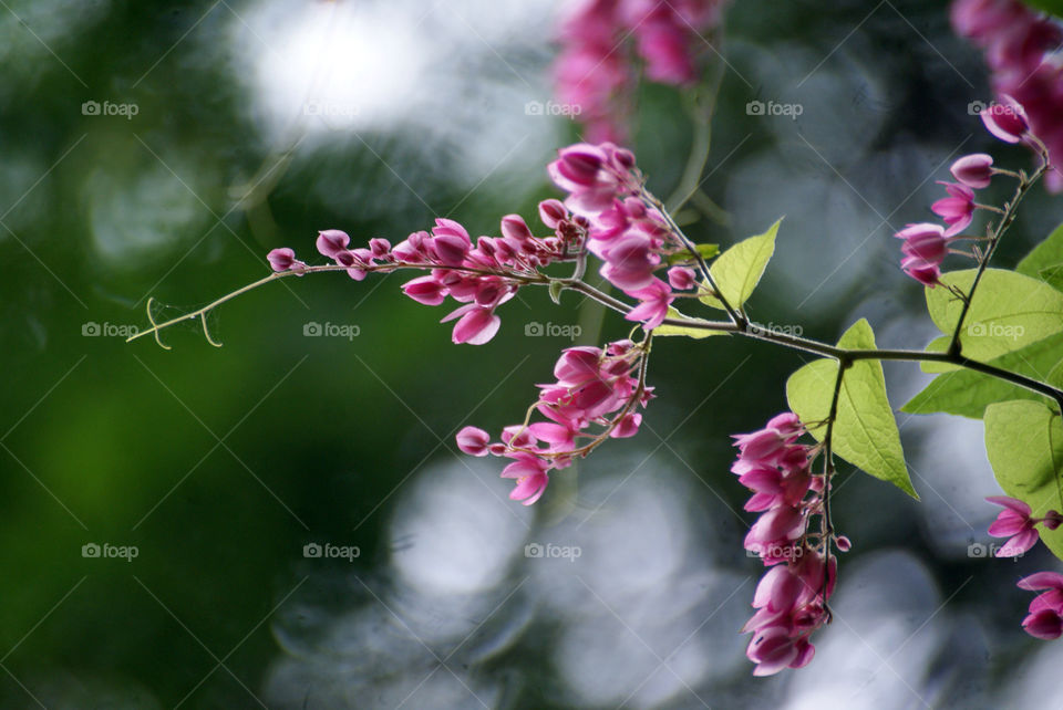 A delicate pink flower branch, never fails to catch the eye.