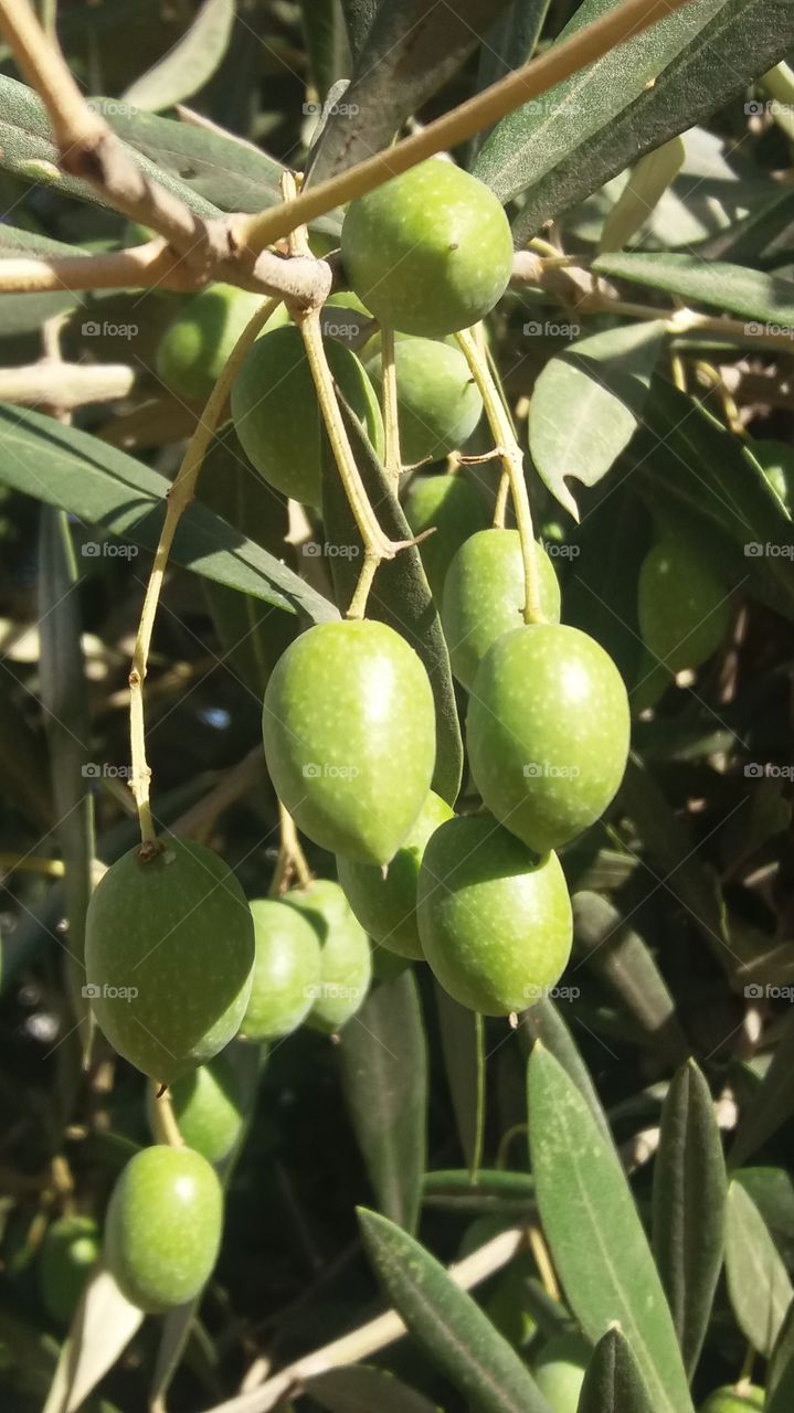 Olive tree fruit