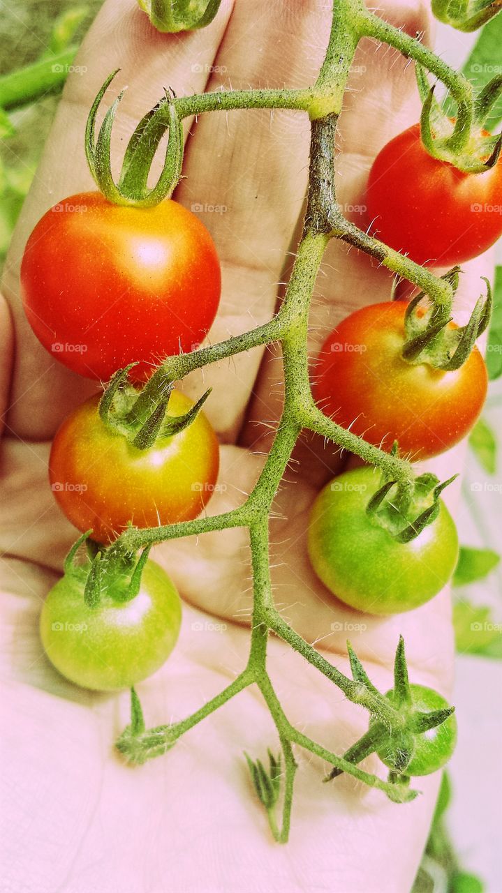 Ripening Tomatoes