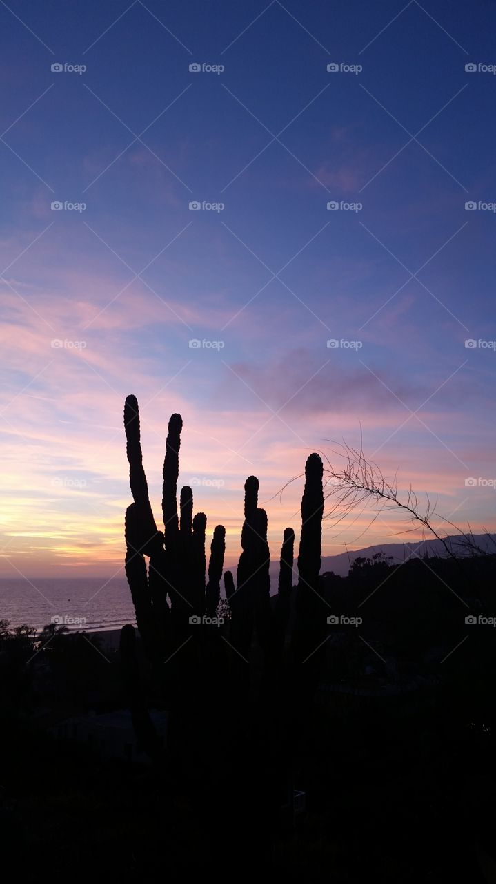 Sunset cactus. Taken in Santa Monica overlooking the ocean at sunset 