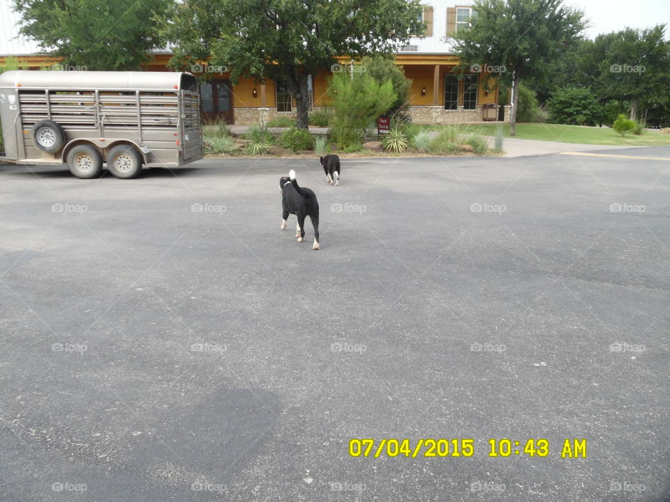 wildcatter ranch security 2. These puppies are the best welcoming committee I've been around. They greet you at the hotel 🏩 but don't carry bags in.