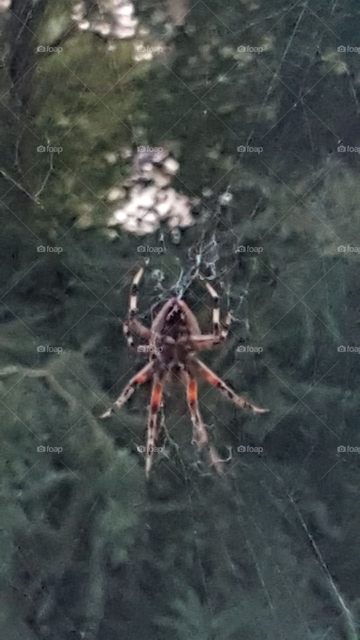 Web Orb Spider