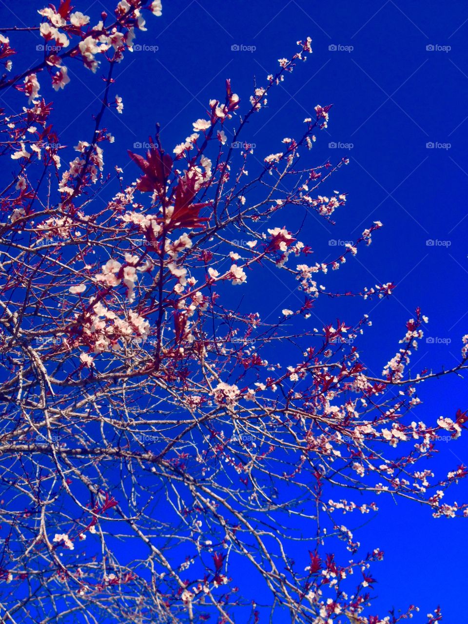 Cherry tree blossoms. Blossoming cherry tree
