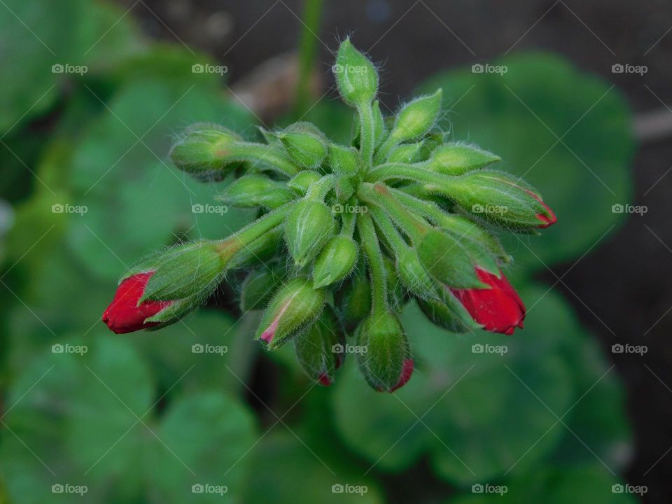 feel the spring // 
sapling // Nikon D3500