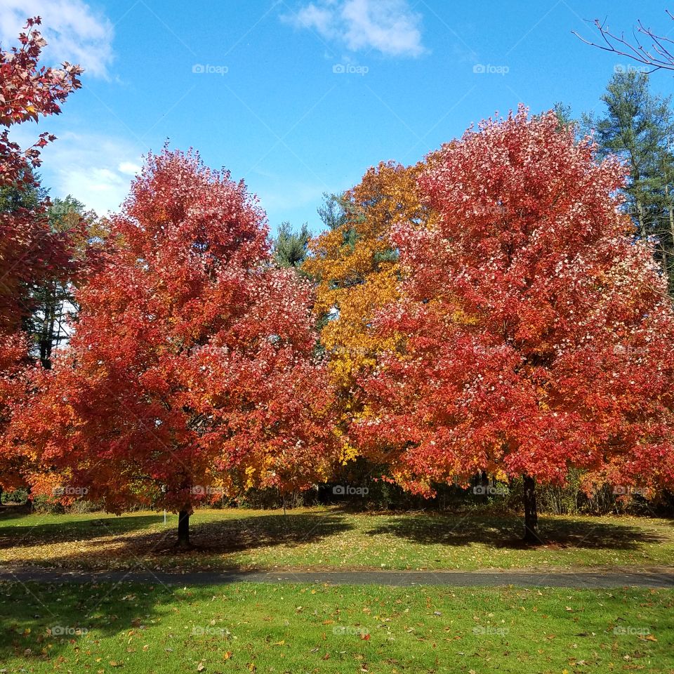 Red Autumn trees