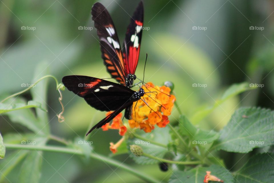 Butterflies . Taken at twycross zoo