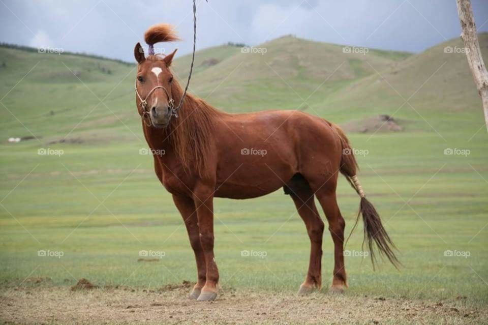 mongol racing horse