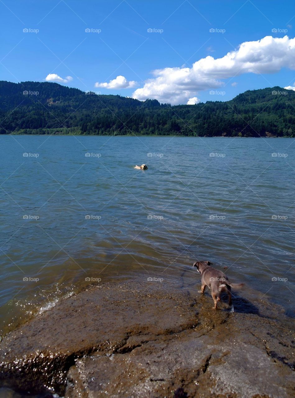 dogs swimming