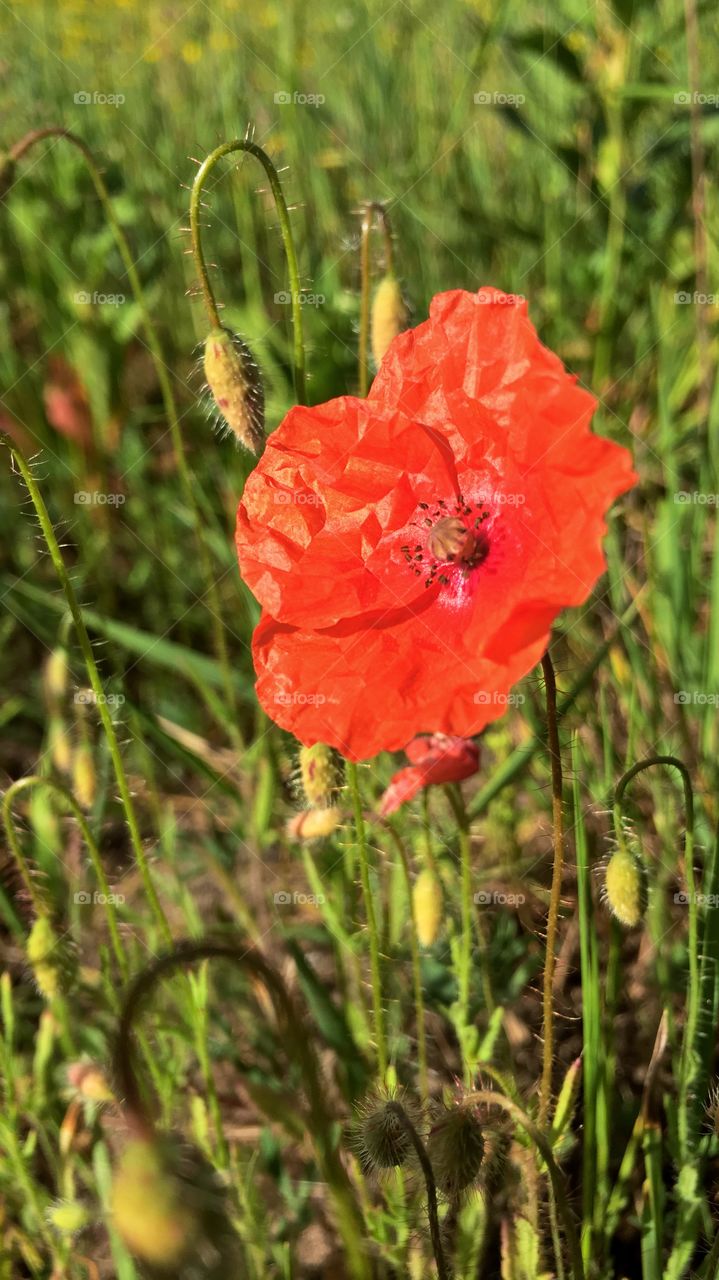 Poppy in the field 