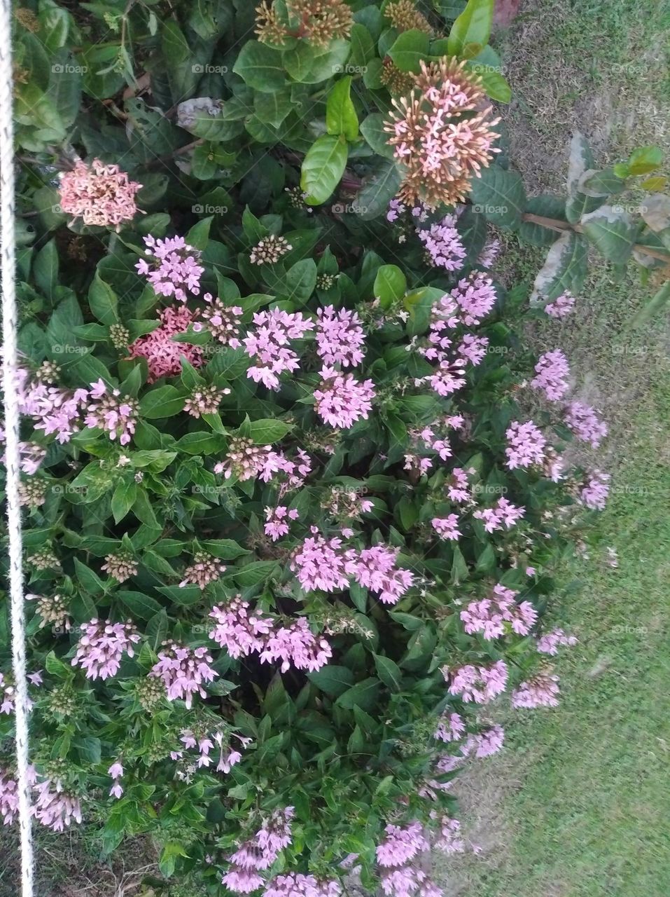 pink flower seasonal fresh looks very beautiful generally found everywhere seasonal