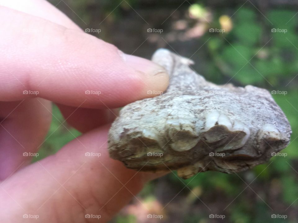 fossil teeth