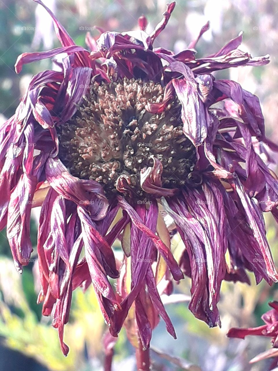 Dried flower