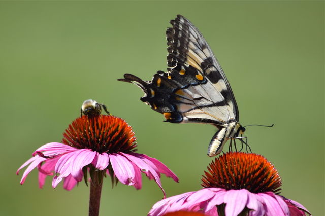 Bumblebee butterfly