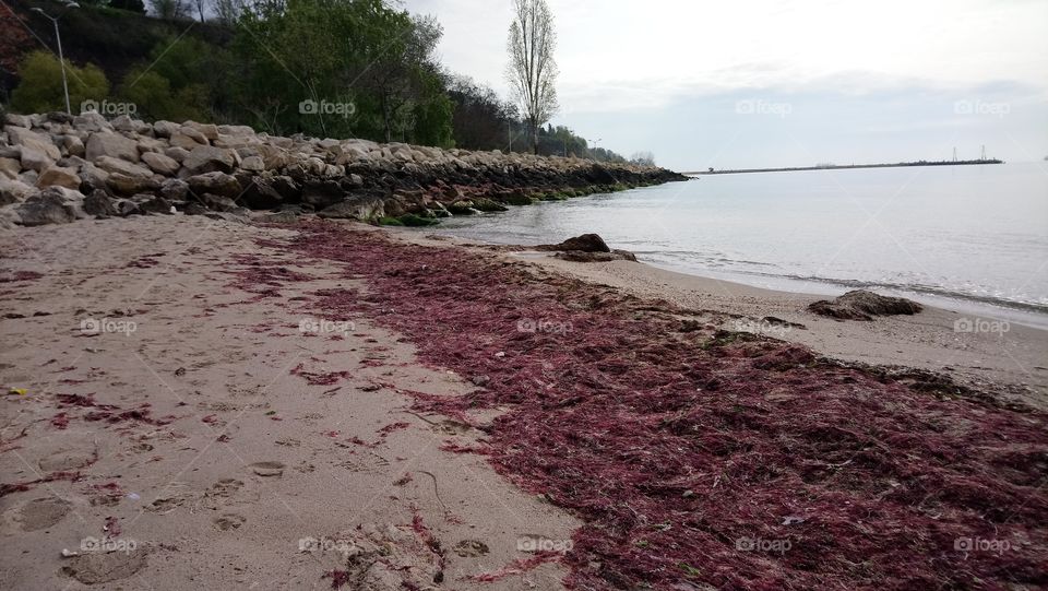 Pink seaweed at Black seashore