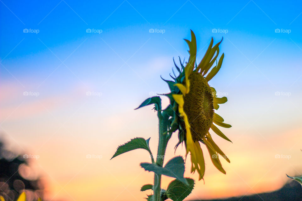 Sunset and Sunflowers