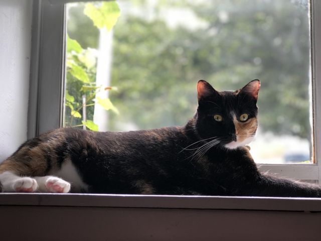 Lounging